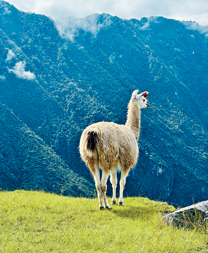 遇上山叢間散養的羊駝（Alpaca），構成一幅美麗的圖畫。