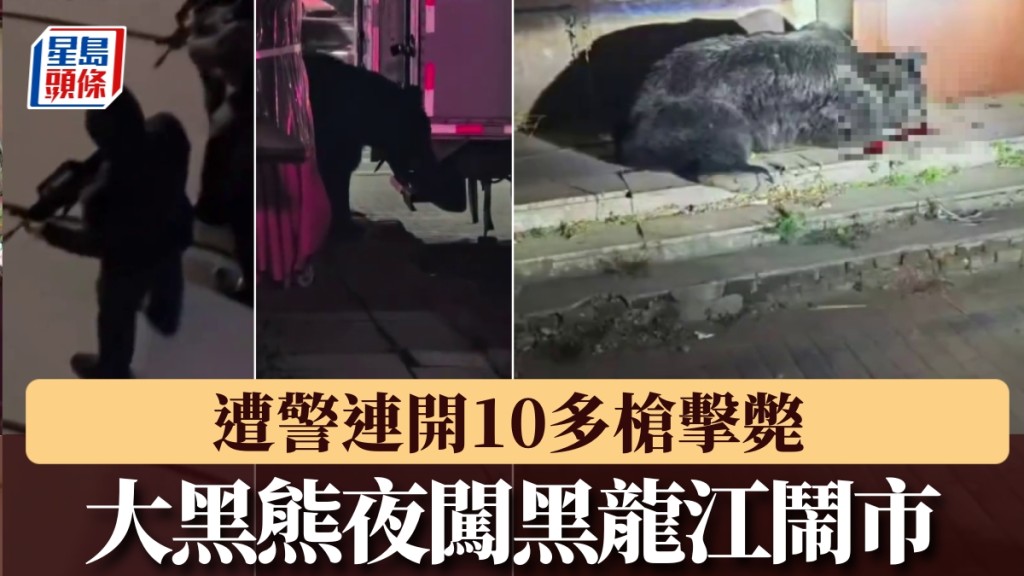 黑龍江熊出沒，夜闖鬧市遭警連開10多槍擊斃。