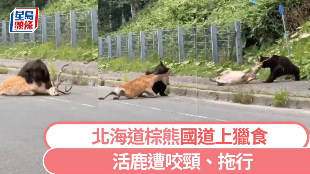 北海道熊出沒，棕熊在國道上獵殺活鹿。 