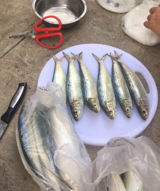 黃澤小沙丁魚，屬海魚，該種魚又名黃小砂丁，俗名青鱗仔。網上圖片