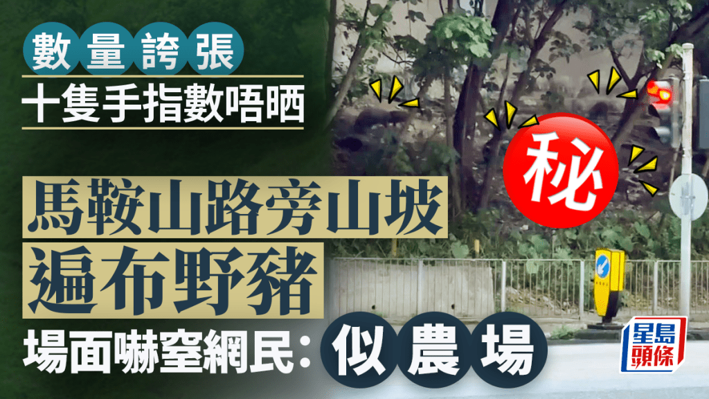 馬鞍山路旁山坡遍布野豬 數量誇張十隻手指數唔晒 密度高似農場嚇窒網民