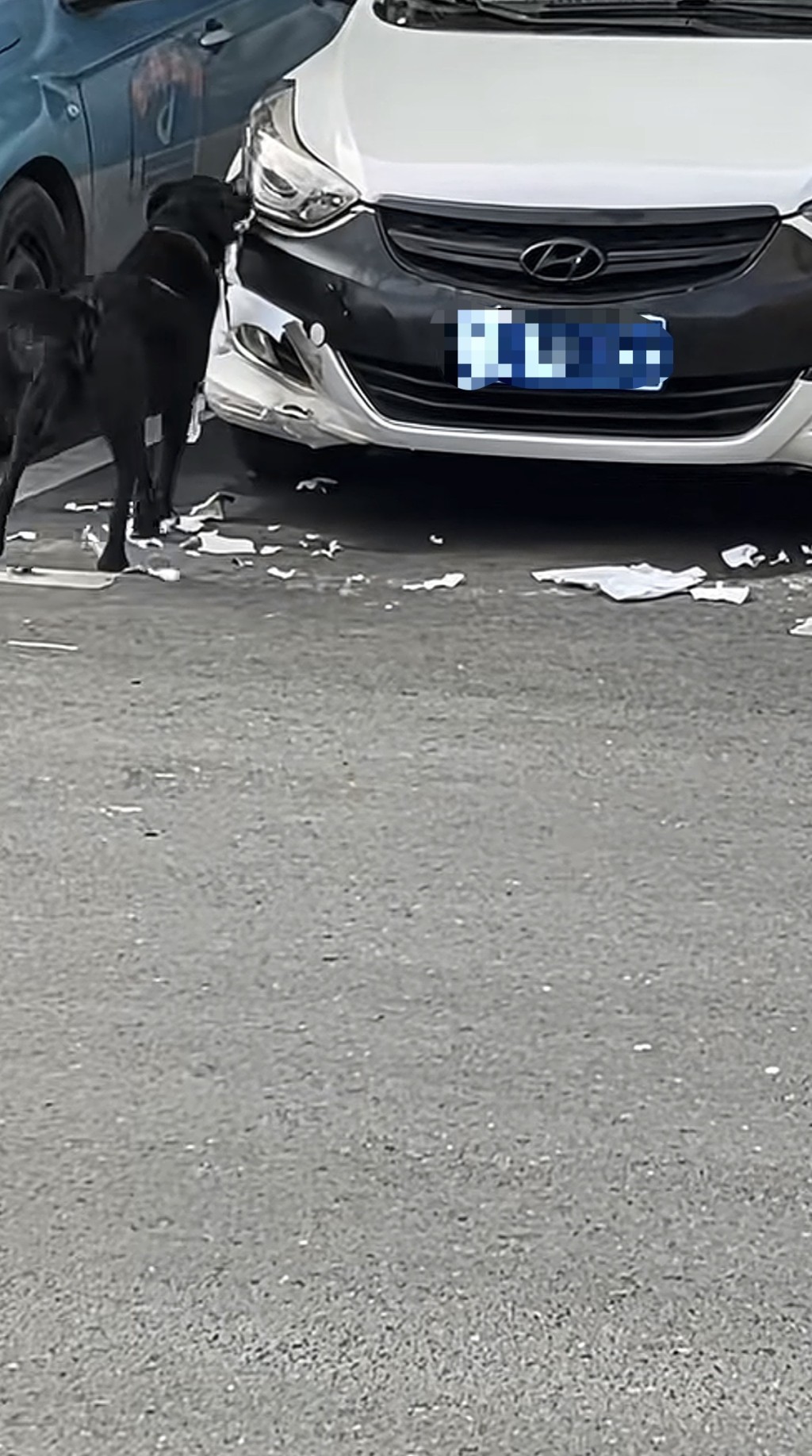 湖南私家車遭狗啃咬維修需千元。抖音@月月月來月乖