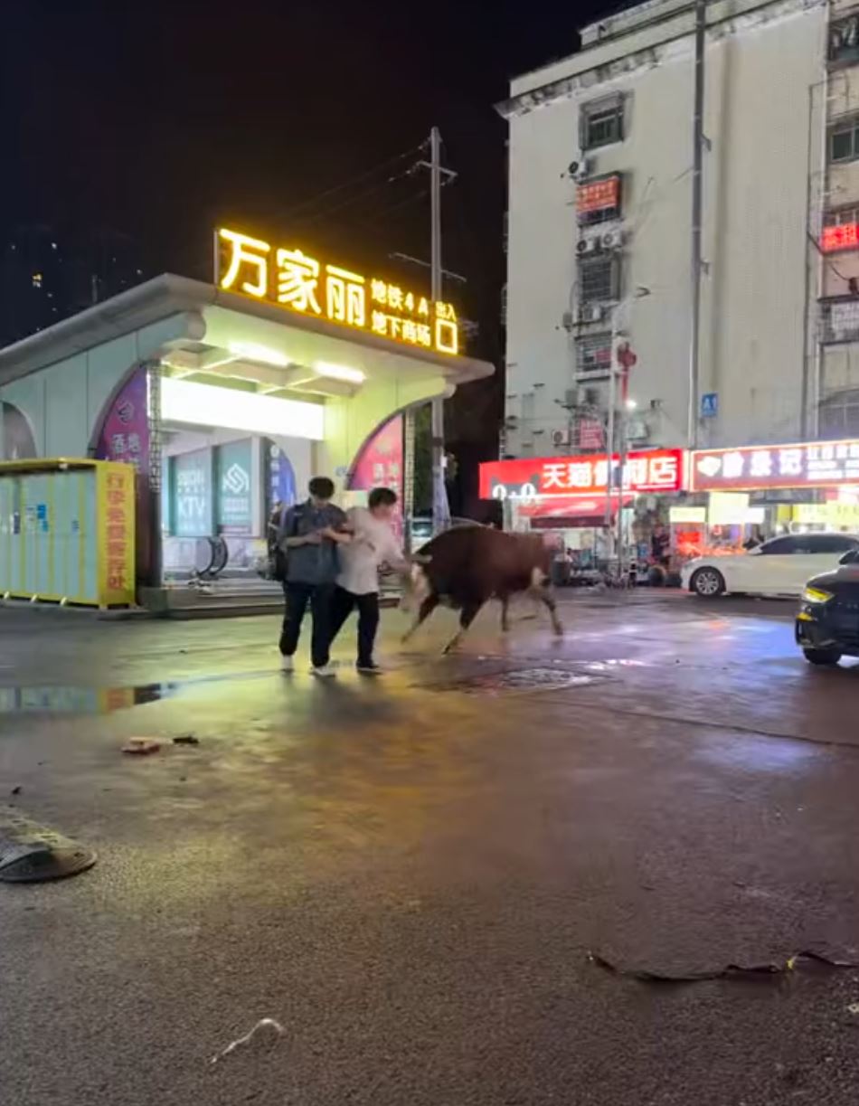 湖南長沙地鐵口有黃牛受驚狂奔，3名途人遭撞到飛起。抖音