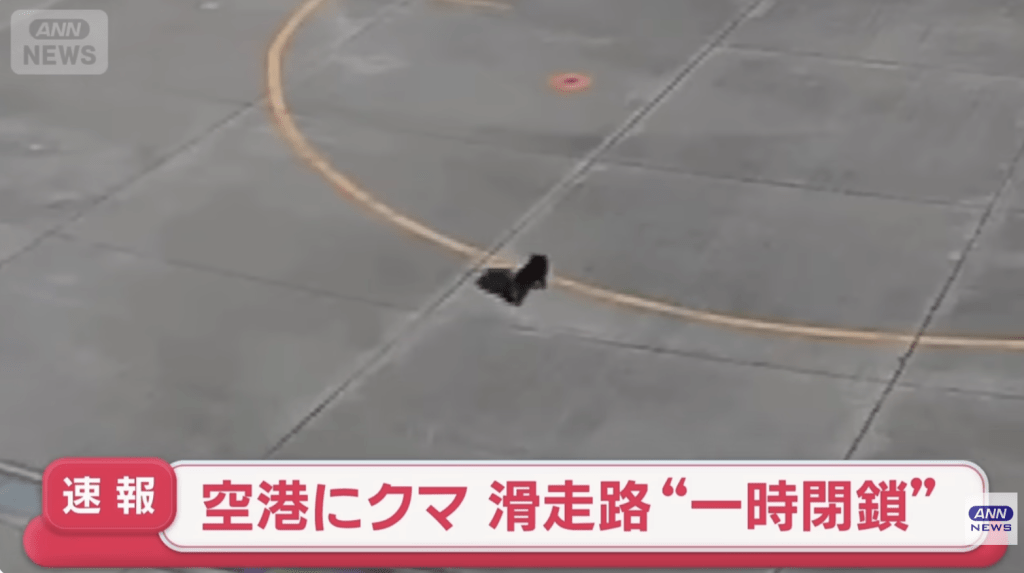 岩手縣花卷機場12日下午驚現一頭小熊闖入跑道附近,導致航班起降全面暫停,兩架客機被迫延誤起飛。NHK新聞畫面截圖(下同) 岩手縣花卷機場12日下午驚現一頭小熊闖入跑道附近,導致航班起降全面暫停,兩架客機被迫延誤起飛。NHK新聞畫面截圖(下同)
