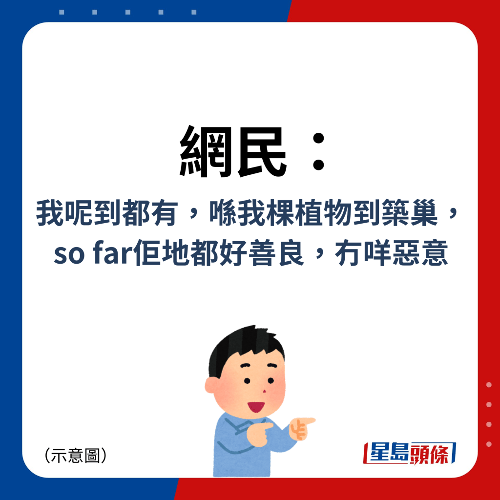 網民：我呢到都有，喺我棵植物到築巢，so far佢地都好善良，冇咩惡意