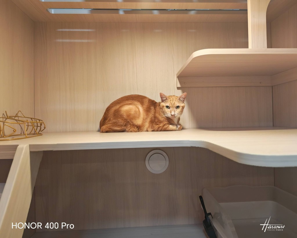 貓咪健康尚可。FB:Easypet LTD 貓咪健康尚可。FB:Easypet LTD