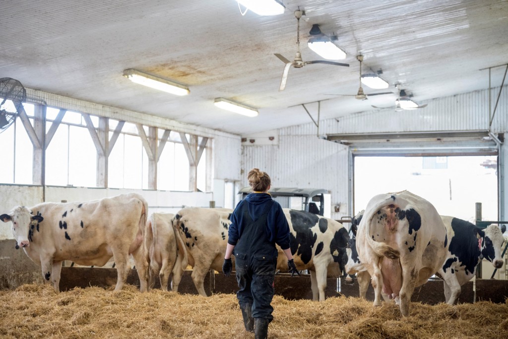 至今已有3名乳牛農場工人染病。路透社