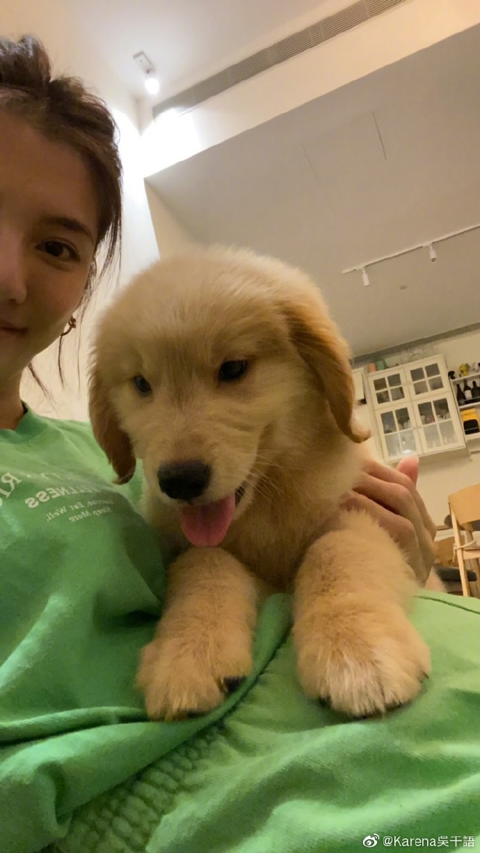 千語和金毛狗狗自拍。