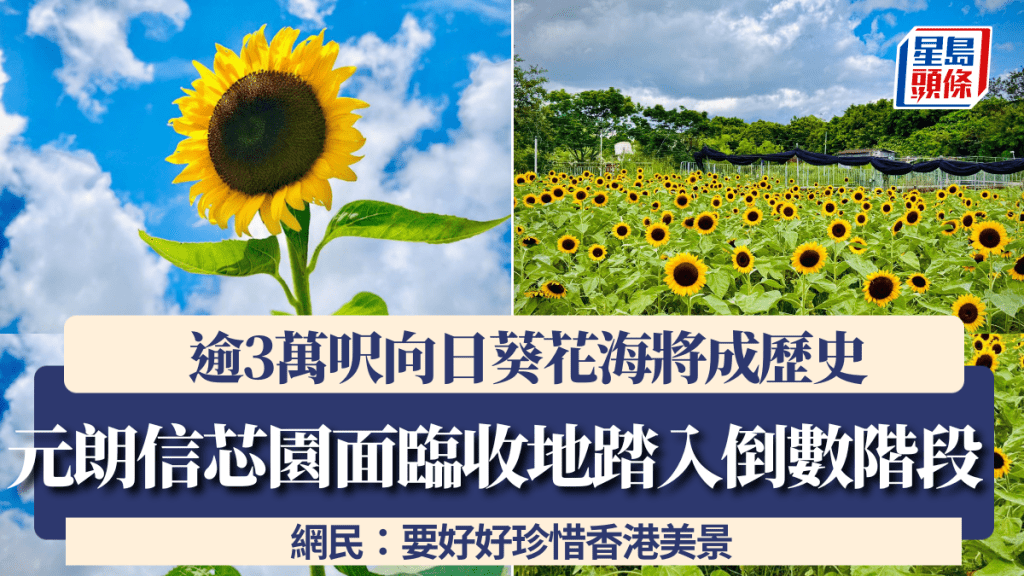 元朗信芯園面臨收地踏入倒數階段 逾3萬呎向日葵花海將成歷史 網民：要好好珍惜香港美景