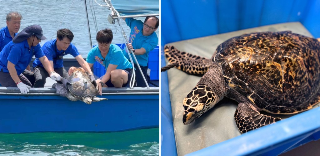 海洋公園在漁護署安排下接收了野生海龜Ube，經一年照料狀態日漸改善，上月放回大海。