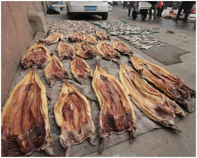 晒成干的鲨鱼干。