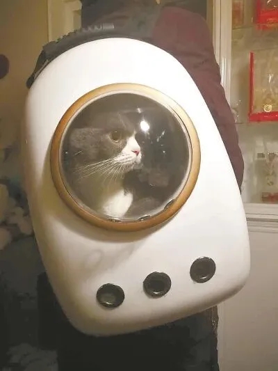 深圳地鐵明確表示，其他動物都是禁止攜帶進站的。