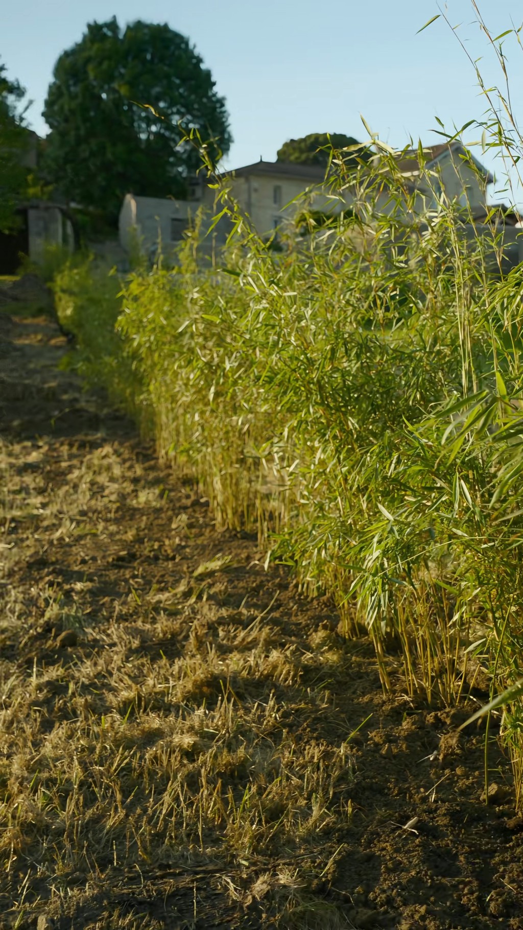 花園四周被綠油油的田野和茂密樹林環繞,充滿自然氣息。 花園四周被綠油油的田野和茂密樹林環繞,充滿自然氣息。