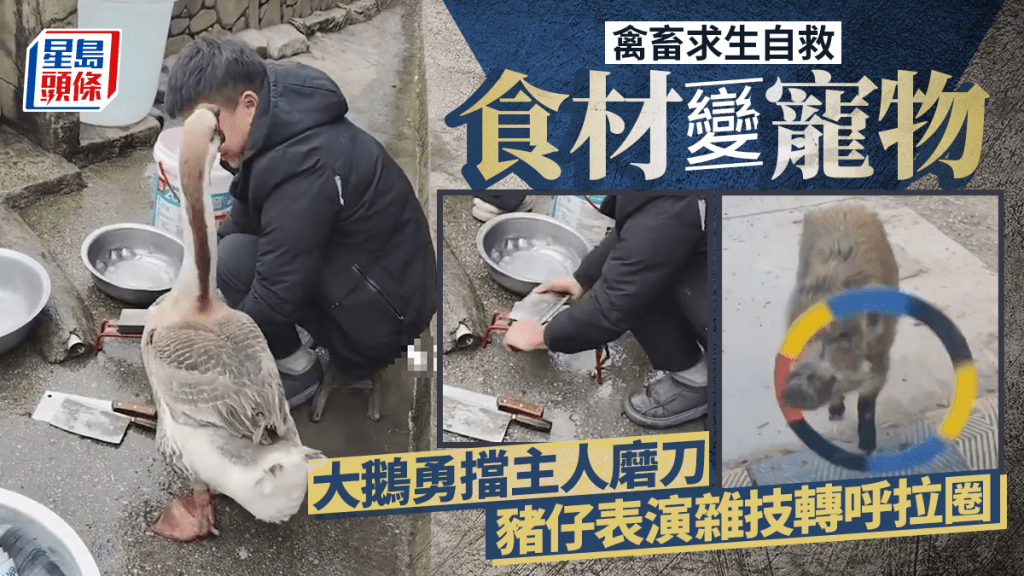 過年禽畜自救記｜大鵝勇擋主人磨刀  豬仔識轉呼拉圈｜有片