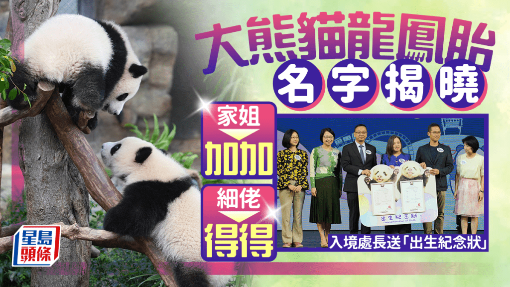 港產大熊貓︱龍鳳胎名字揭曉！家姐叫「加加」、細佬叫「得得」 入境處送「出生紀念狀」