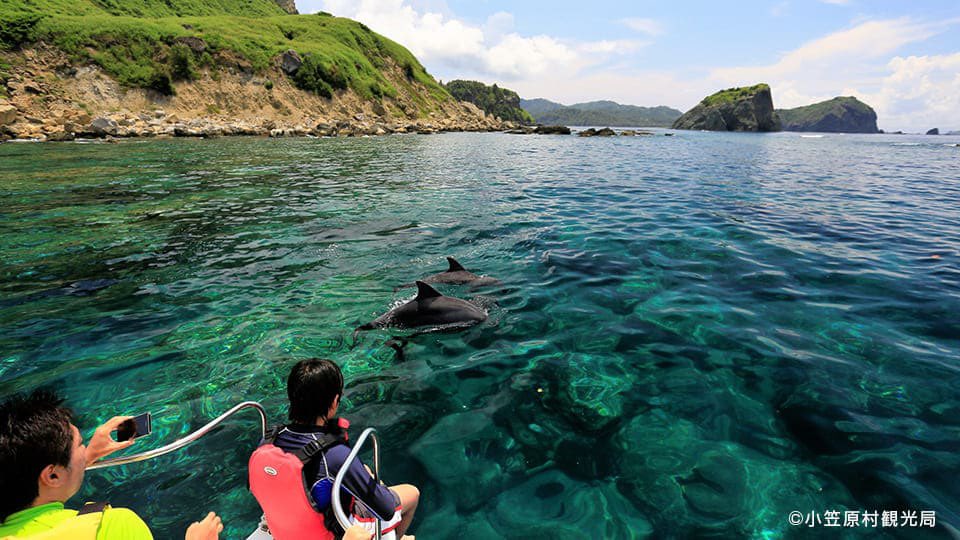 小笠原群島水質清澈，遊客可以近距離賞鯨。（小笠原村觀光局）