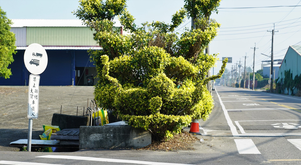 「巨龍」是由50棵黃金榕修剪而成。台灣老樹粉絲團fb