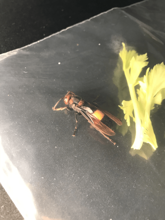 加入西芹。網圖