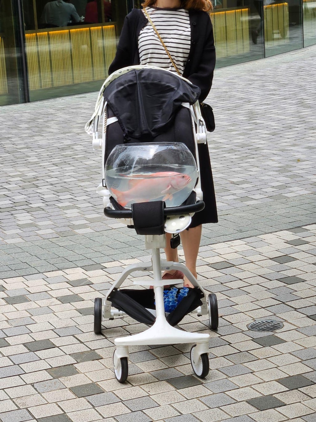 一名女士推着BB车散步，而BB车上则放着1个盛载着1条活鱼的鱼缸。（图片来自脸书群组「日出康城Lohas Park@家在康城」）