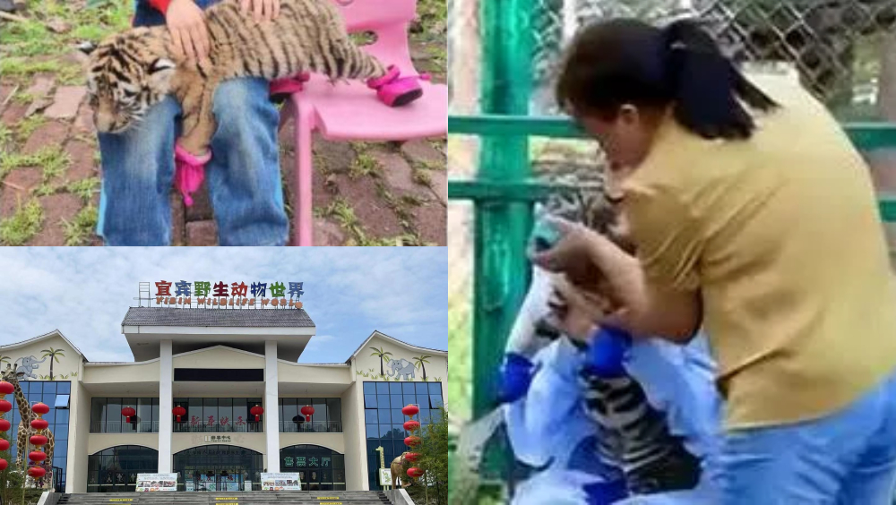 四川動物園幼虎戴嘴套腳套與遊客合影，網傳一次收50元人民幣。 