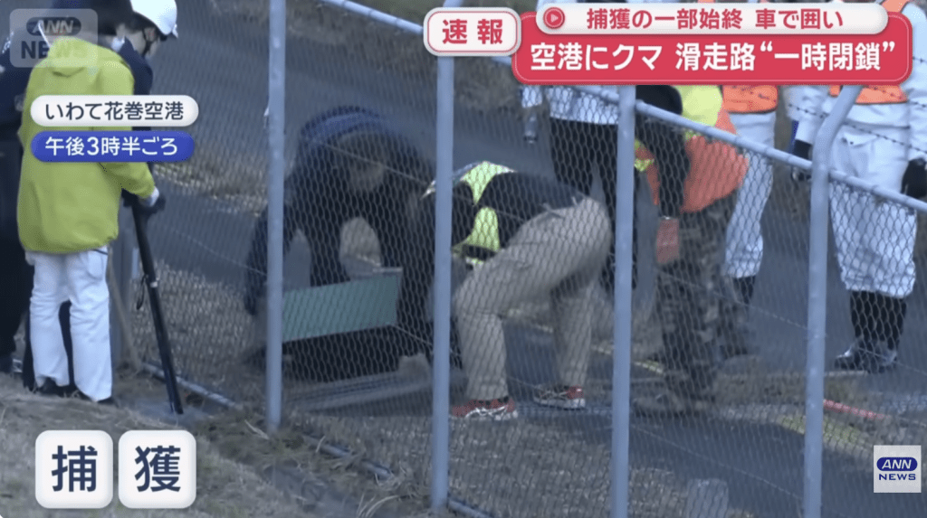 最終獵人於下午3時半左右在排水溝內發現該熊,成功捕獲。 最終獵人於下午3時半左右在排水溝內發現該熊,成功捕獲。
