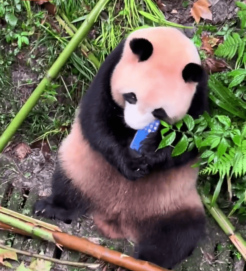 大熊猫梅兰以为掉下的是食物，用口啃咬探索。