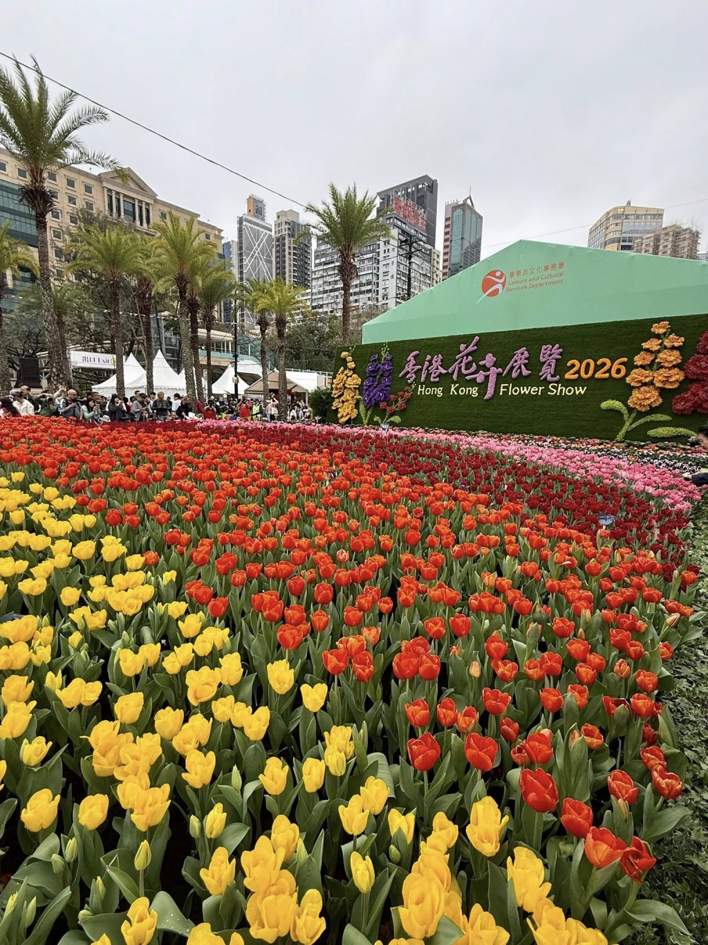每年必备的郁金香花海。罗淑佩fb图片 每年必备的郁金香花海。罗淑佩fb图片
