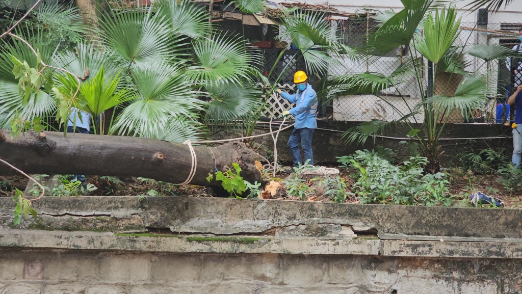 工人忙于清理树木。徐裕民摄