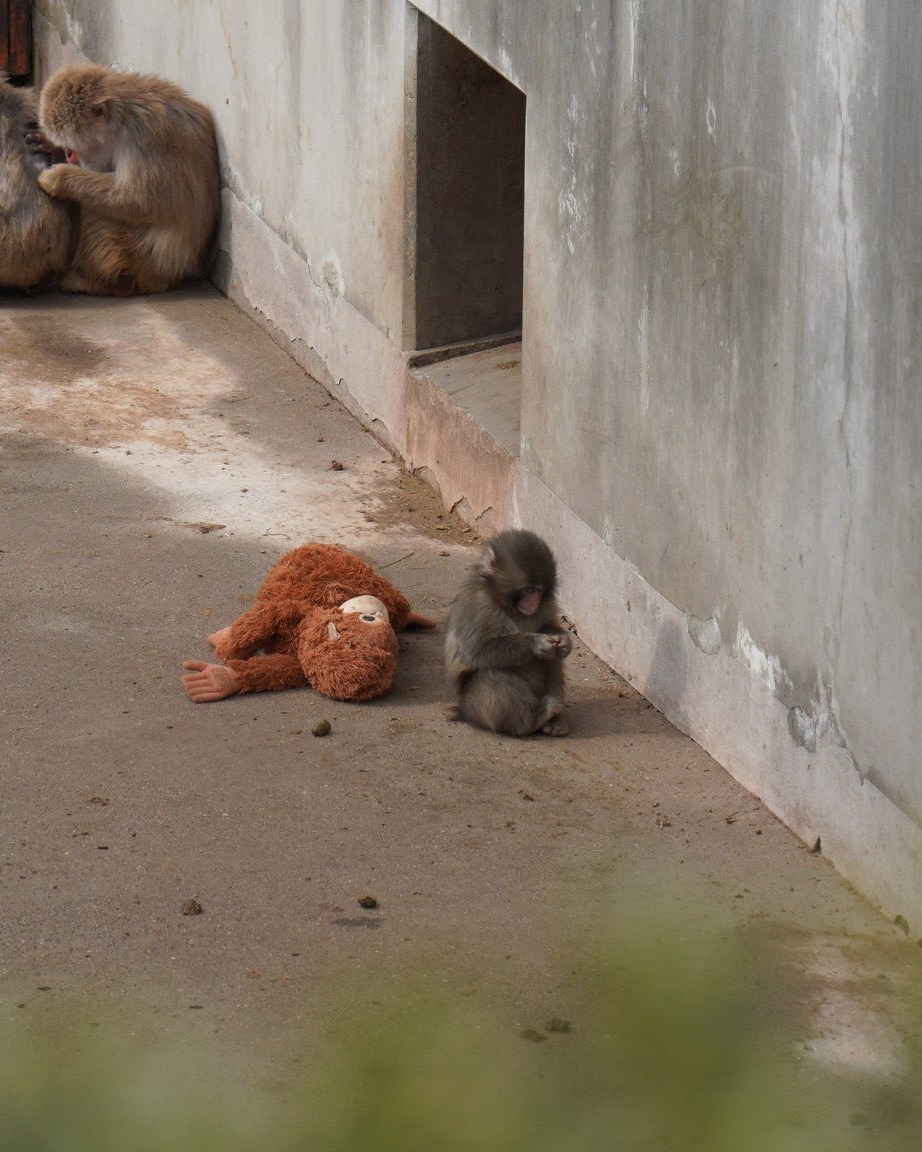 「Punch君」未能融入猴群。X@wael khoury