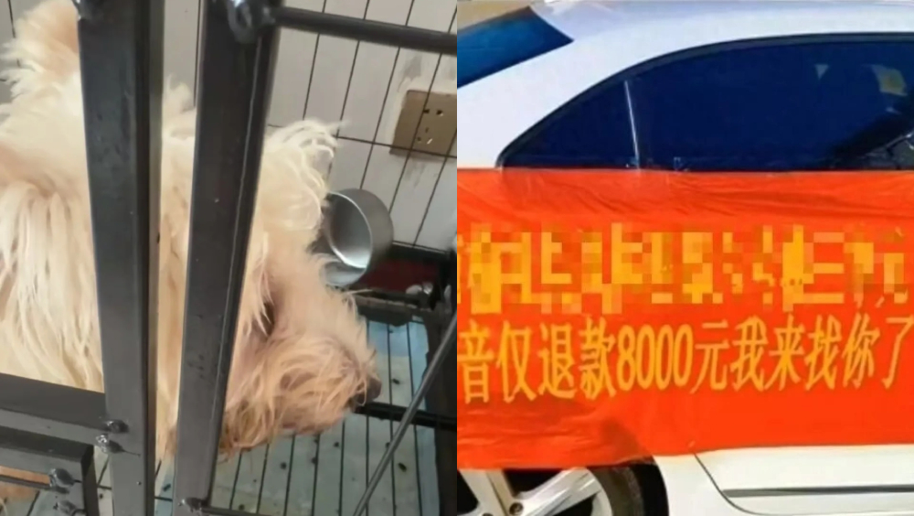 买家网购8000元西莎狗仅退款疑白嫖，称狗病死，卖家驱车600公里追讨。