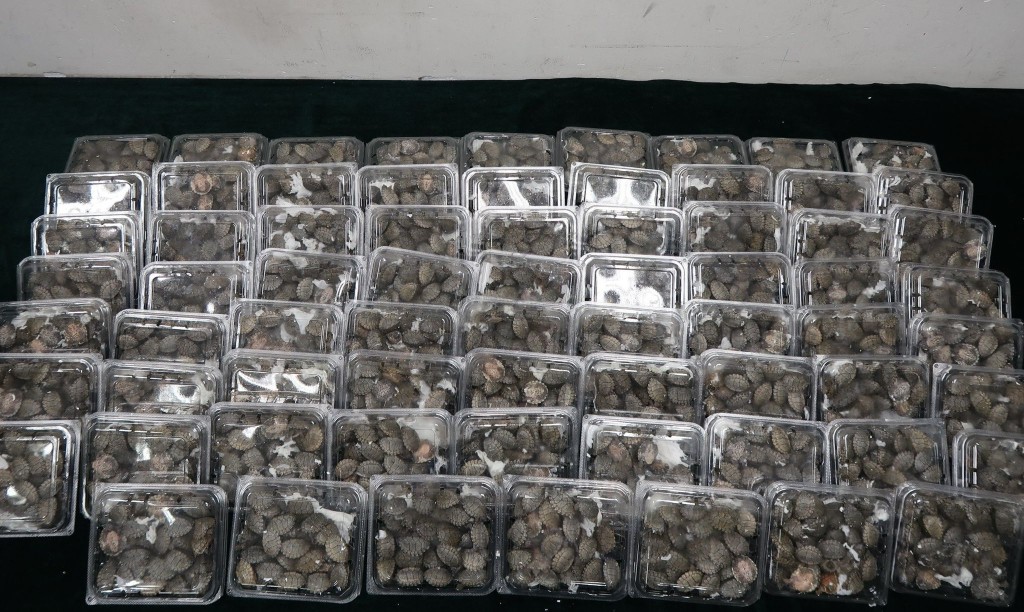 檢獲的懷疑受管制屬瀕危物種活龜。政府新聞處圖片 檢獲的懷疑受管制屬瀕危物種活龜。政府新聞處圖片