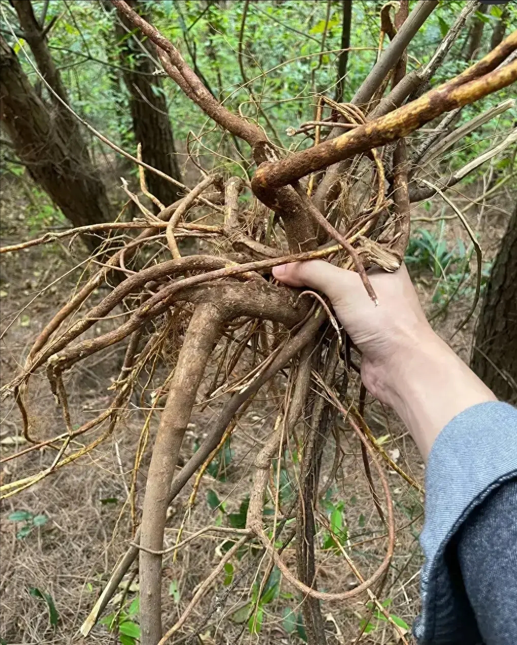 野生採挖有風險。