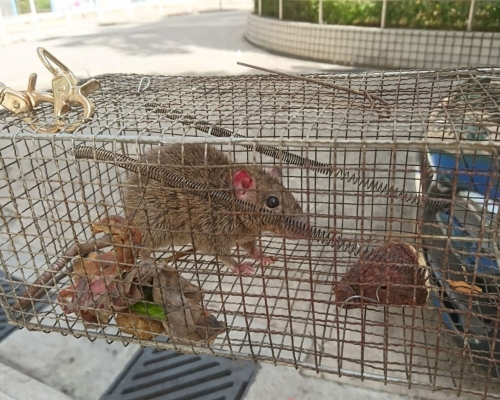 漢坦病毒由齧齒動物傳播。 資料圖片