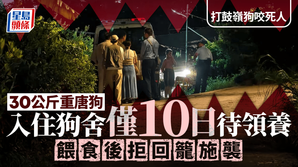 打鼓嶺狗咬死人｜30公斤唐狗入住狗舍僅10日 正待人領養詎料橫生慘劇