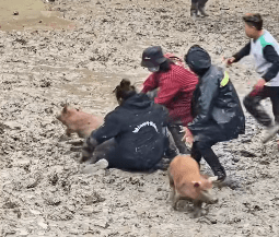 貴州一村舉辦「抓豬比賽」引起網友關注。鳳凰資訊 貴州一村舉辦「抓豬比賽」引起網友關注。鳳凰資訊
