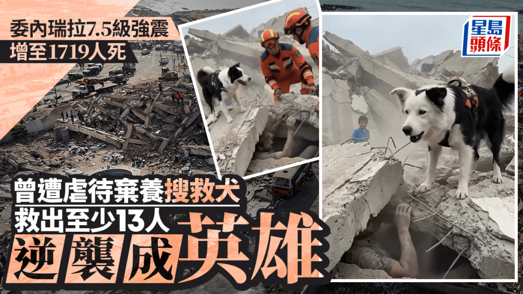 委内瑞拉强震｜增至1719人死 曾被弃养搜救犬废墟中救出多人成英雄