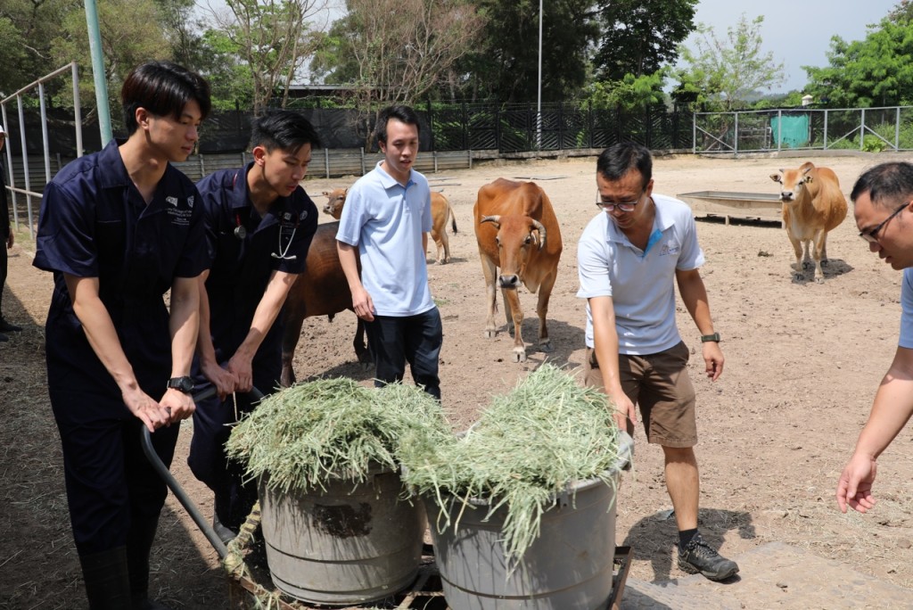 獸醫學生學習照顧牛隻。漁護署供圖
