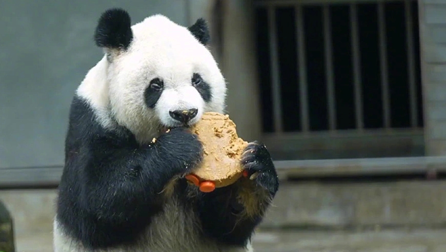 33歲大熊貓「高高」離世。 央視新聞