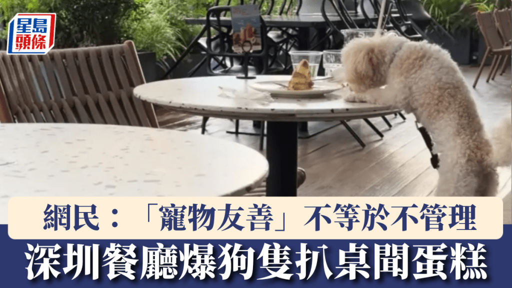 深圳寵物友善餐廳爆狗隻扒桌聞蛋糕。