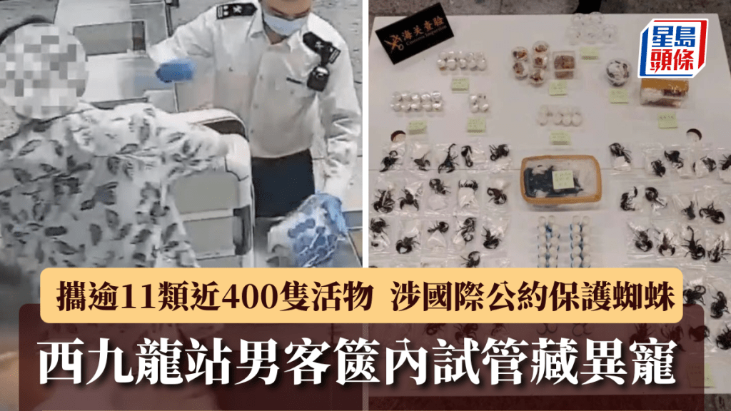 西九龍站｜男客行李箱內藏試管  攜近4百隻異寵涉瀕危蜘蛛｜有片