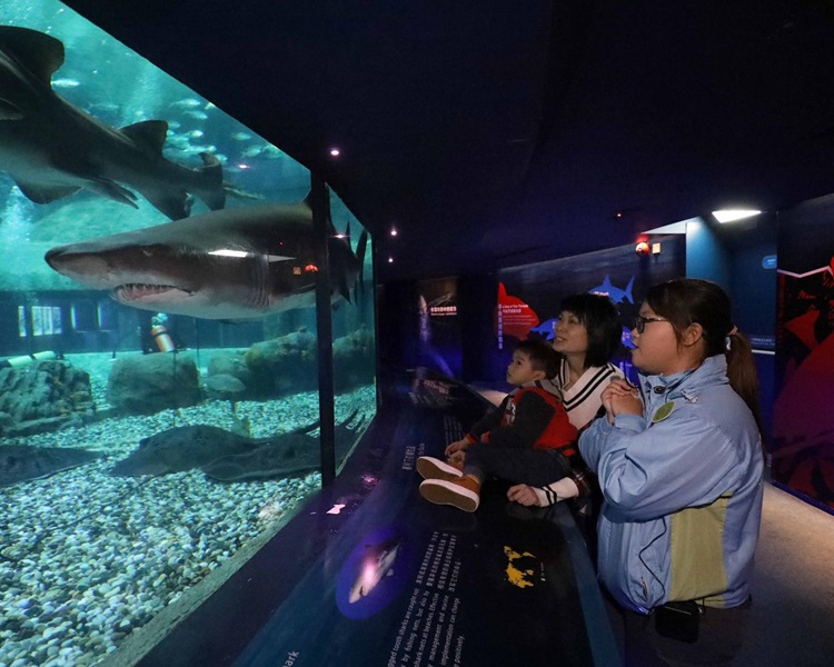 Kara(右一) 參加「賽馬會鼓掌‧創你程計劃」試工體驗,到海洋公園鯊魚館帶導賞團。
