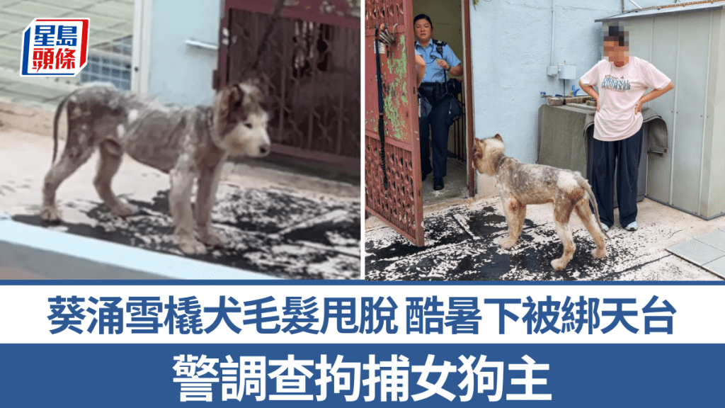 葵涌雪橇犬毛髮甩脫 酷暑下被綁天台 警調查拘捕女狗主