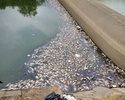 大量魚屍在水面漂浮。 梁國峰攝