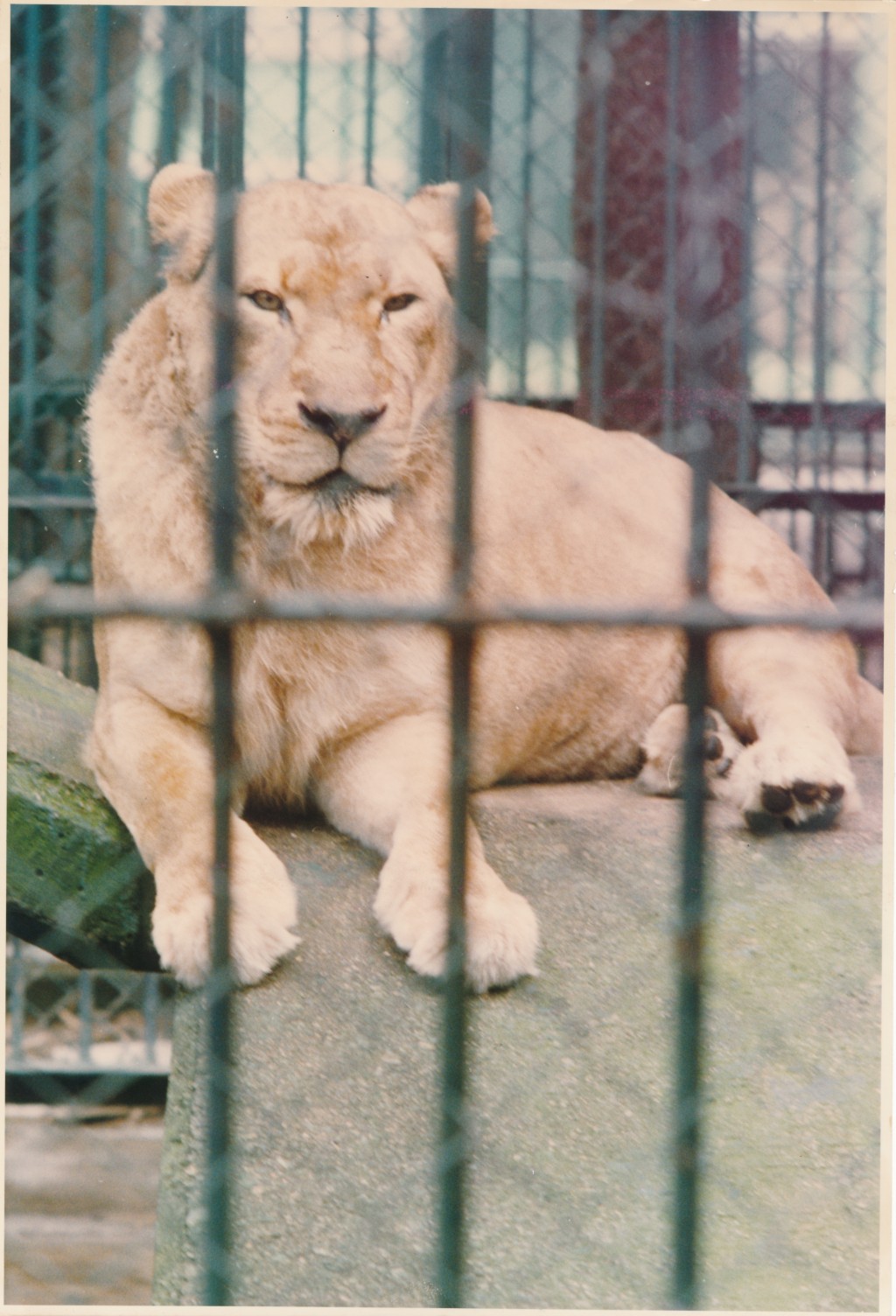 荔園亦曾飼養獅子。