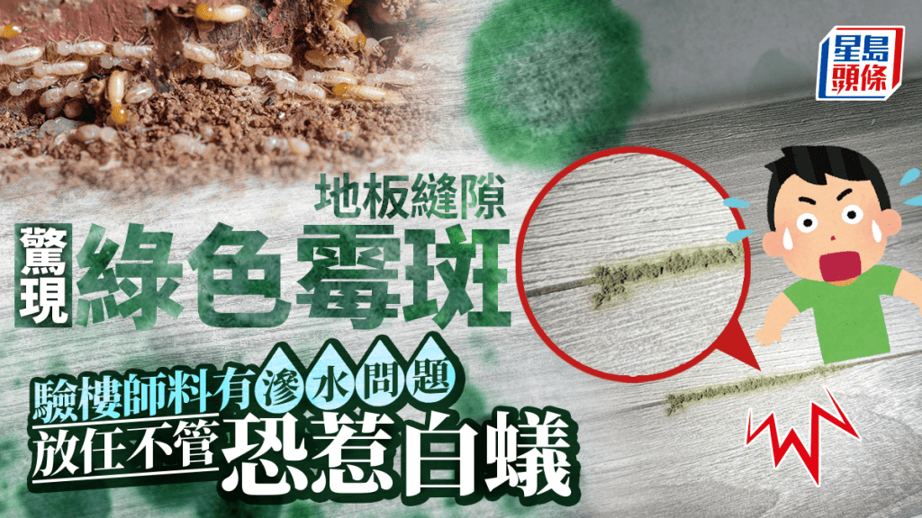 地板縫隙驚現綠色霉斑 驗樓師料有滲水問題 放任不管恐惹白蟻