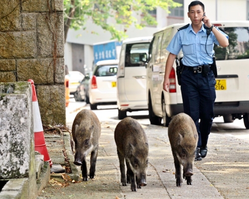 當局去年共接獲679宗有關野豬出沒或滋擾的報告,南區情況最為嚴重。資料圖片