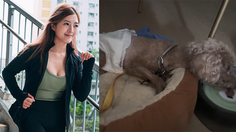 牛雜妹愛犬被咬腸穿肚爛最新情況曝光 施襲惡犬主人拒付六位數手術費:咨詢法律程序