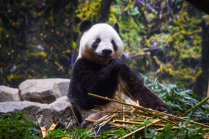 晓晓活动照片。上野动物园