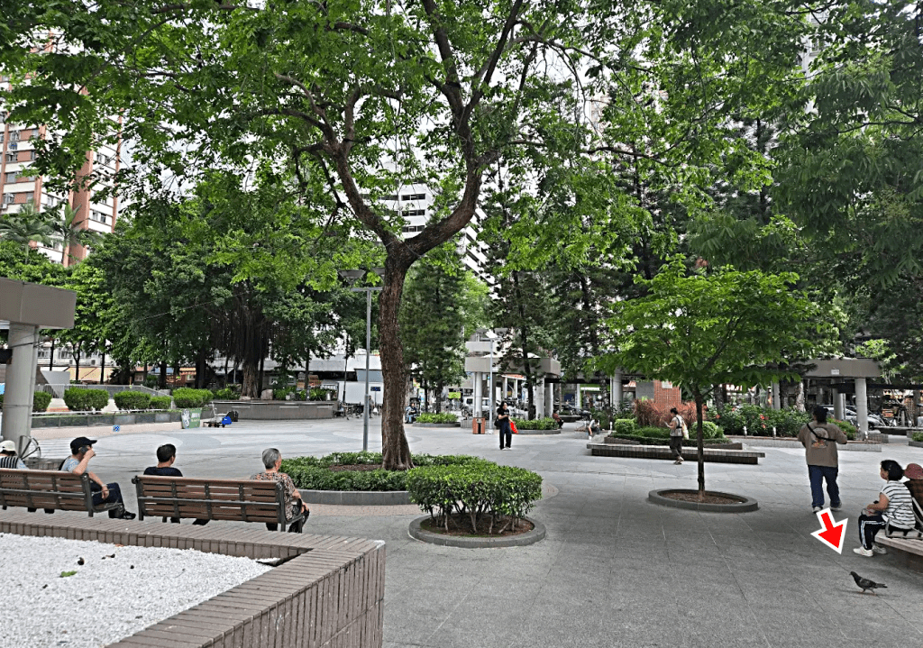 元朗賽馬會廣場不時見到斑鳩出沒。網圖