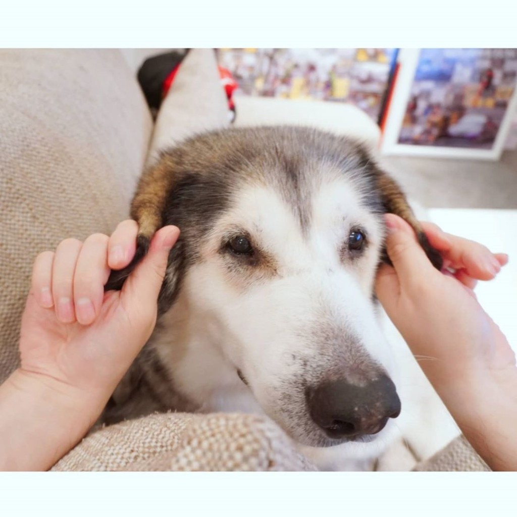 好可愛嘅雪橇狗Cooper證實患上淋巴癌第5期。